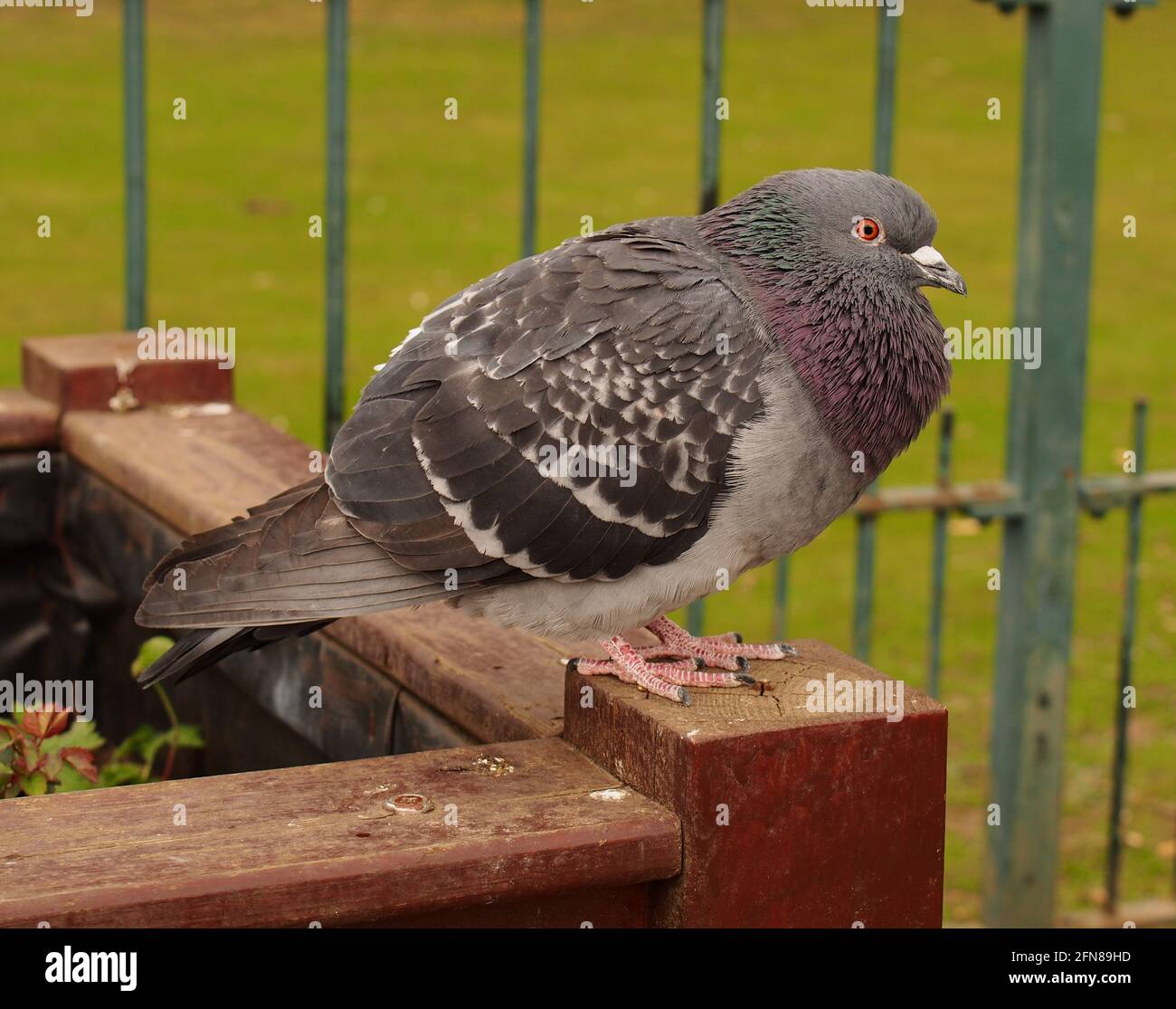 A close up image of a Feral pigeon in a public park in a London borough Stock Photo