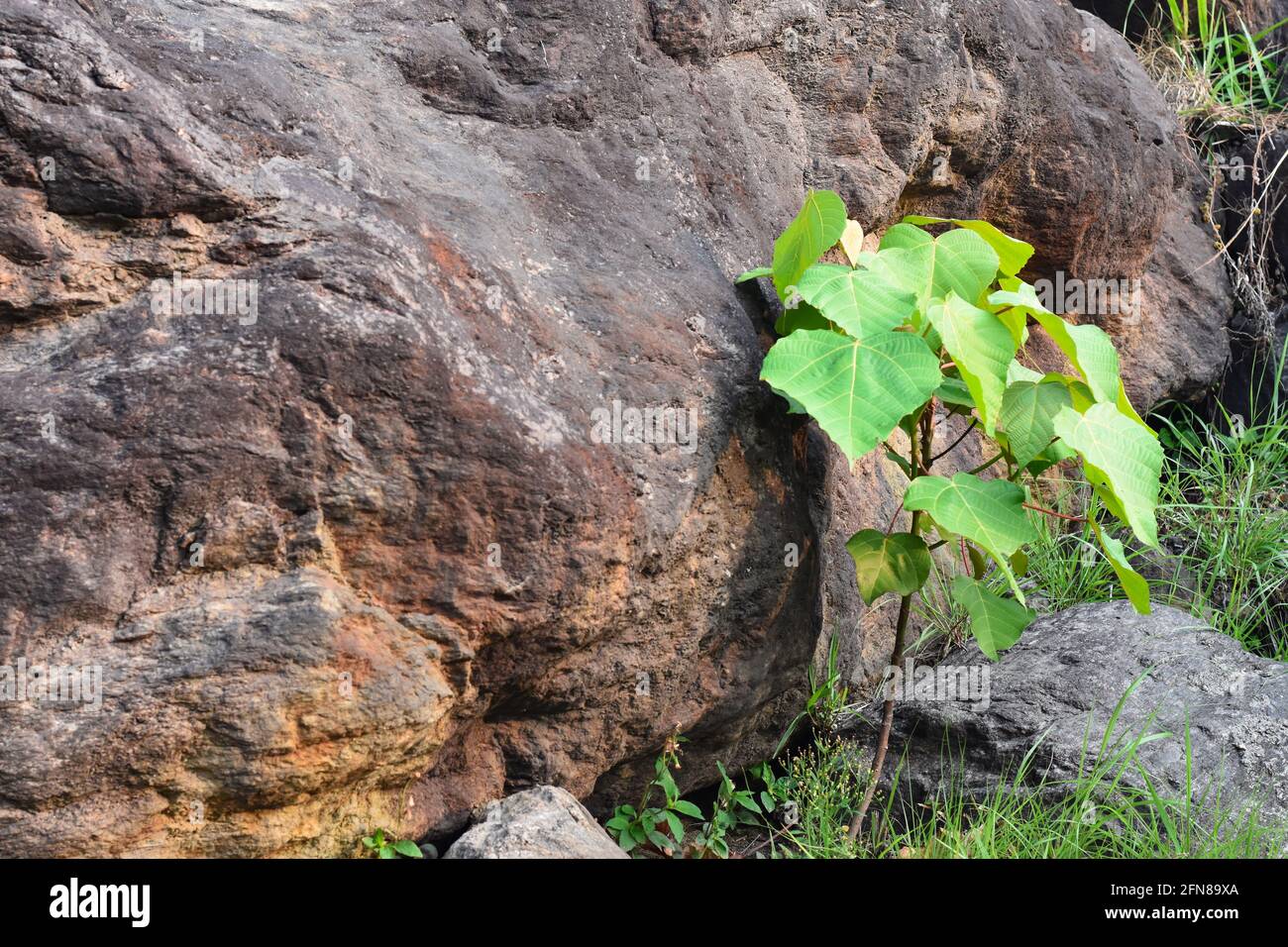 Green plant growing on a rock and stone with moss carpet in the woods. Stock Photo