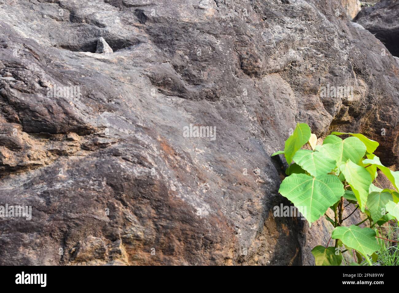 Green plant growing on a rock and stone with moss carpet in the woods. Stock Photo