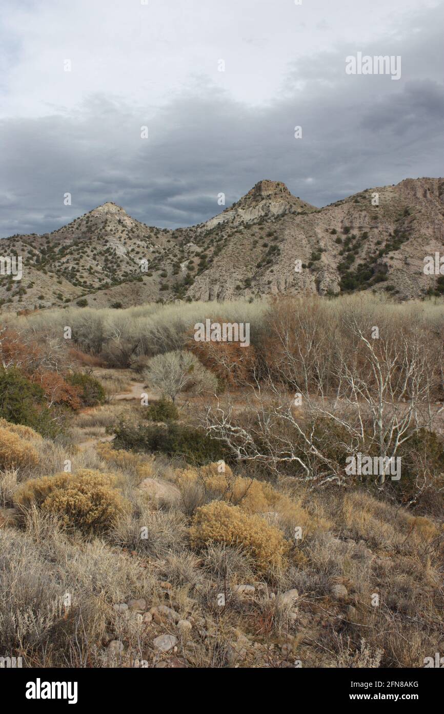 Desert riparian forest hi-res stock photography and images - Alamy
