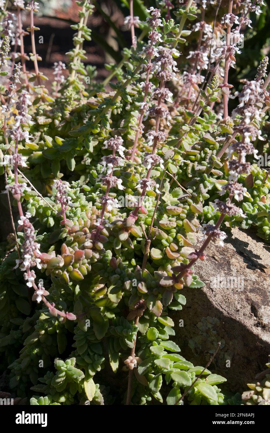 Sydney Australia, flowering succulent ground cover in rock garden Stock ...