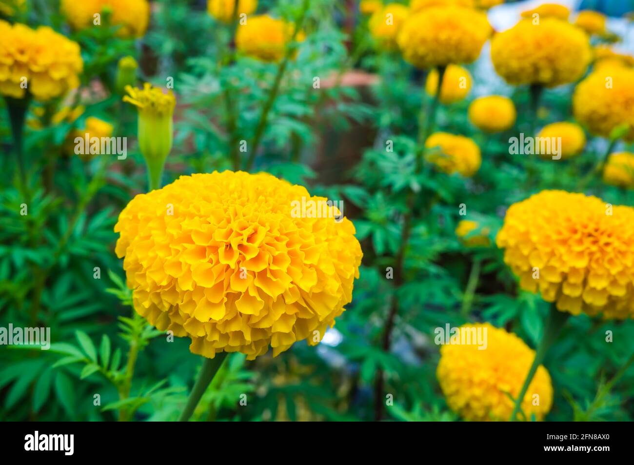 Beautiful yellow luxuriantly blooming marigolds flowers with leaves growing in the garden. Flower bed with bright sunlight. Outdoor at the daytime. Se Stock Photo