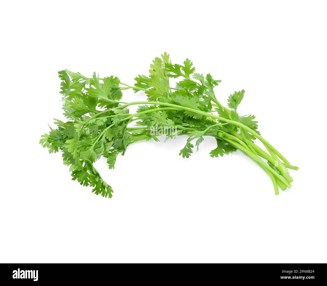 Coriander isolated on white background Stock Photo - Alamy