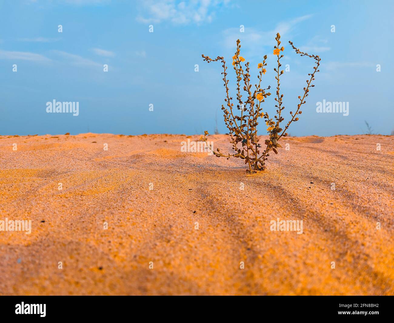 a unknown plant in sand desert with sky background Stock Photo