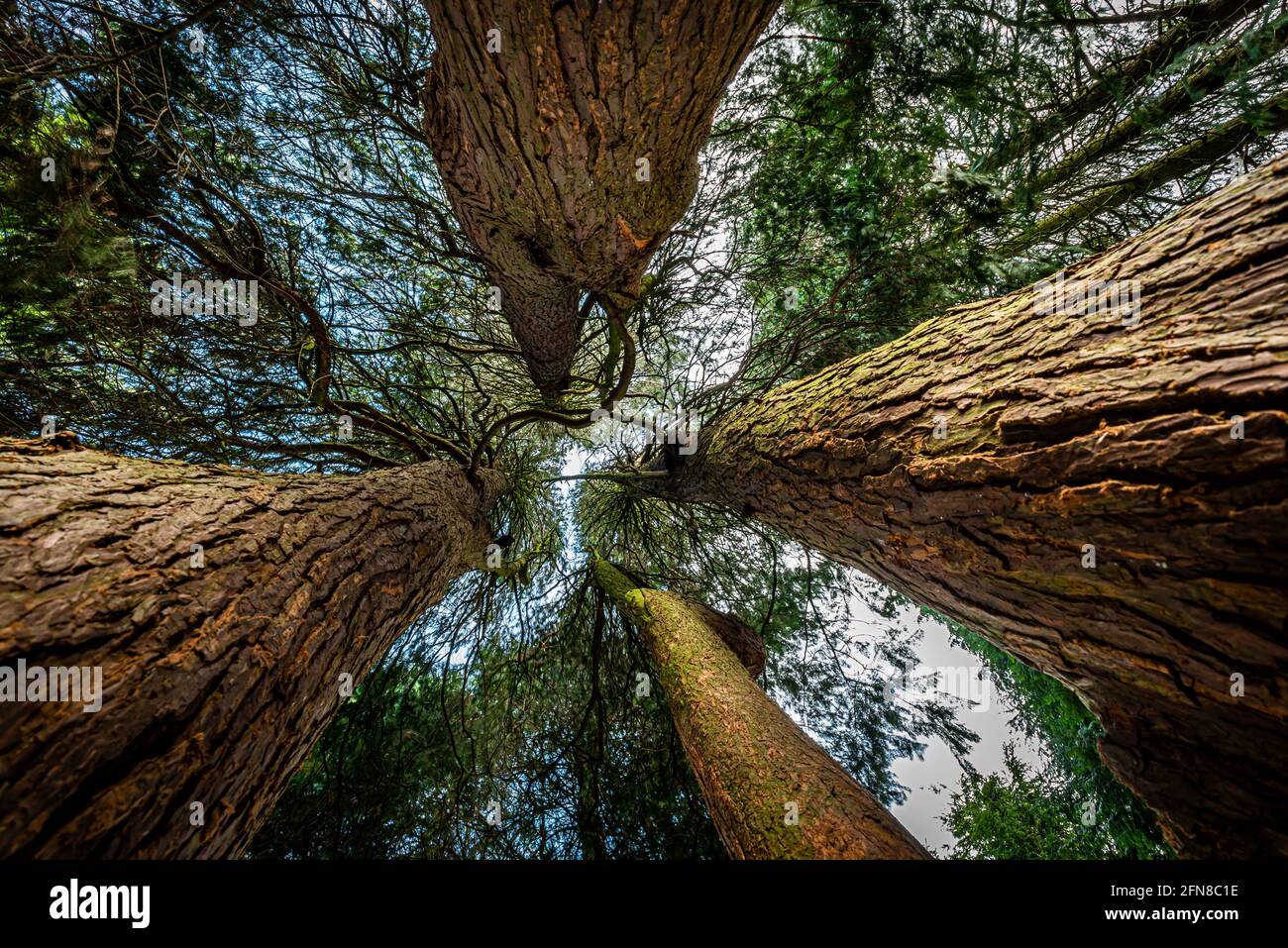 A view of the redwood tree canopy seen from underneath in Wigan's Haigh Woodland Plantations Stock Photo