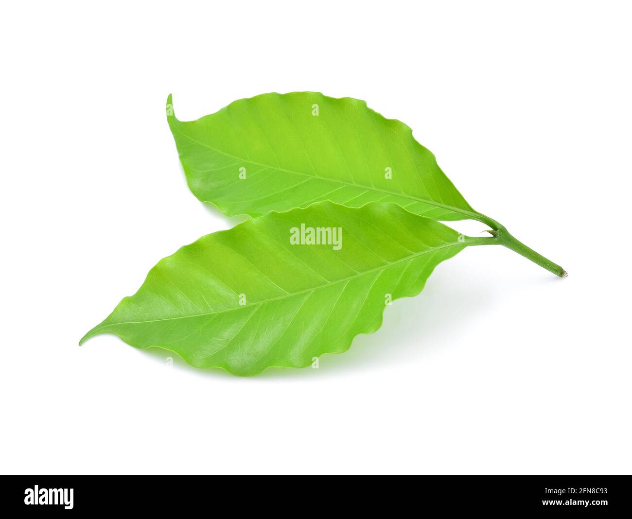 coffee leaf isolated on white background Stock Photo - Alamy