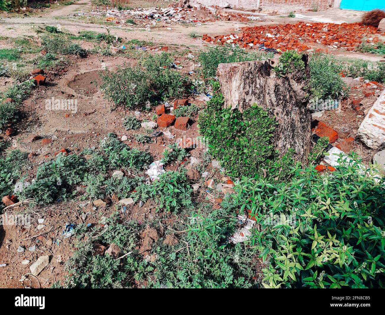 cut tree in the big field Stock Photo - Alamy