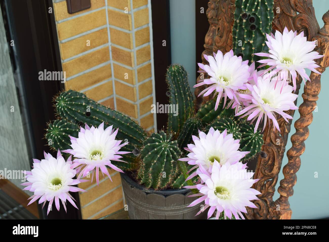 queen of the night', scientific name: Selenicereus grandiflorus Stock Photo  - Alamy