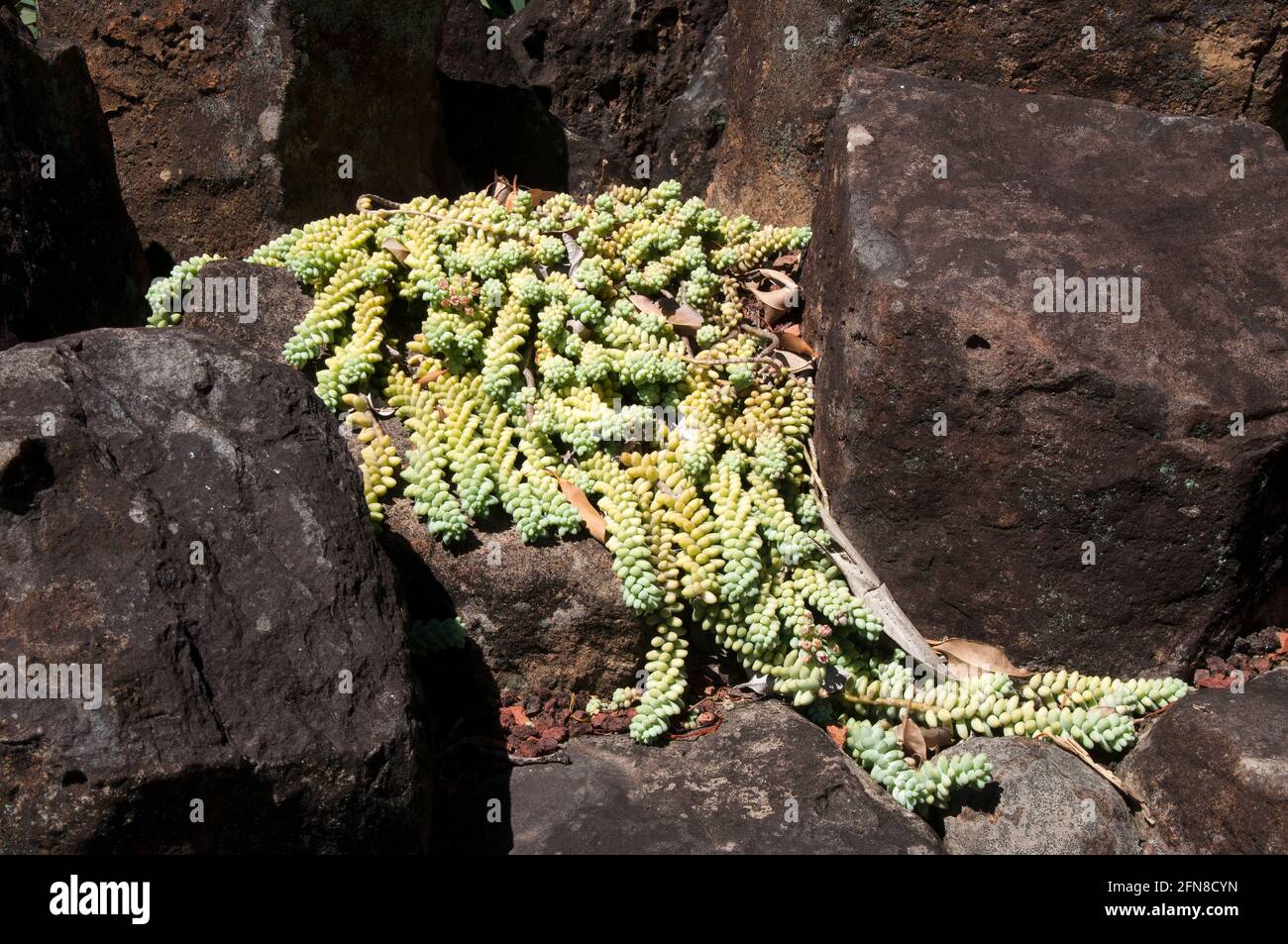 Sydney Australia,  trailing stems of sedum morganianum or donkey tail in rockery garden Stock Photo