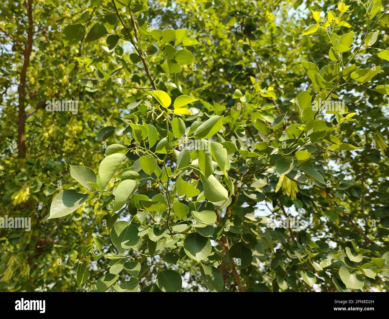 indian rosewood tree leaf Stock Photo