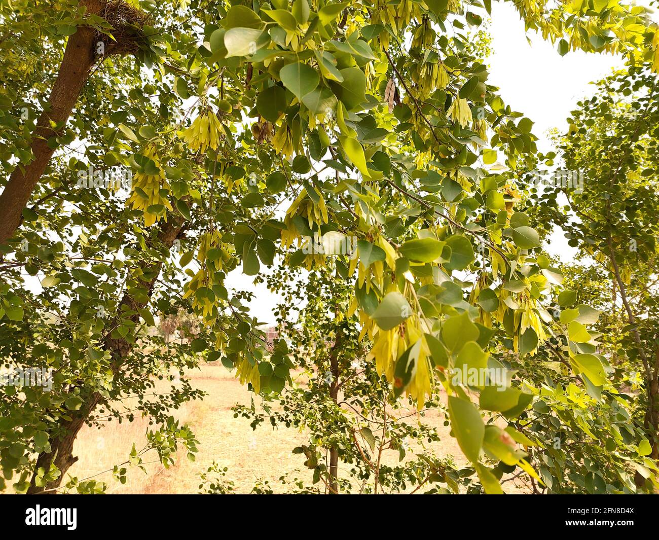 Indian rosewood hires stock photography and images Alamy