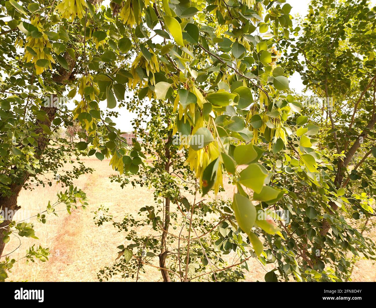 indian rosewood tree Stock Photo