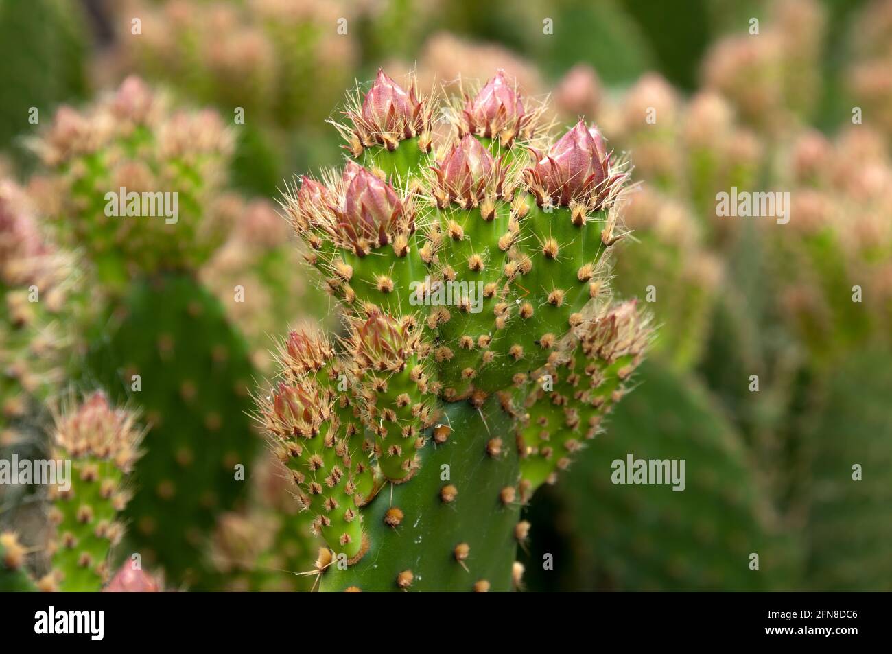 Sydney Australia, prickly pear leaves with flower buds Stock Photo