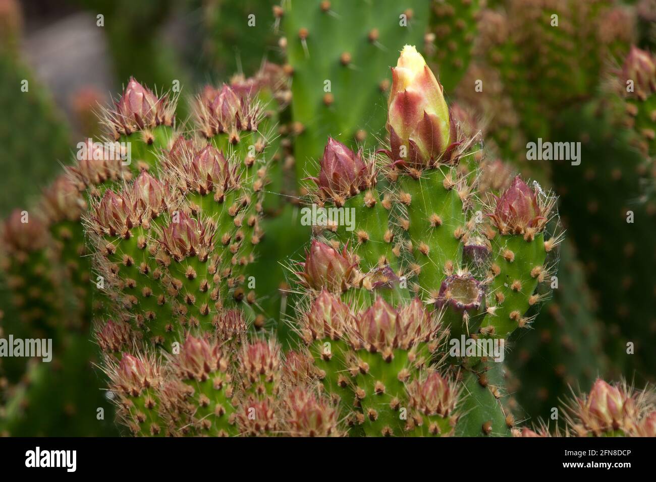 Sydney Australia, prickly pear paddles with flower buds Stock Photo