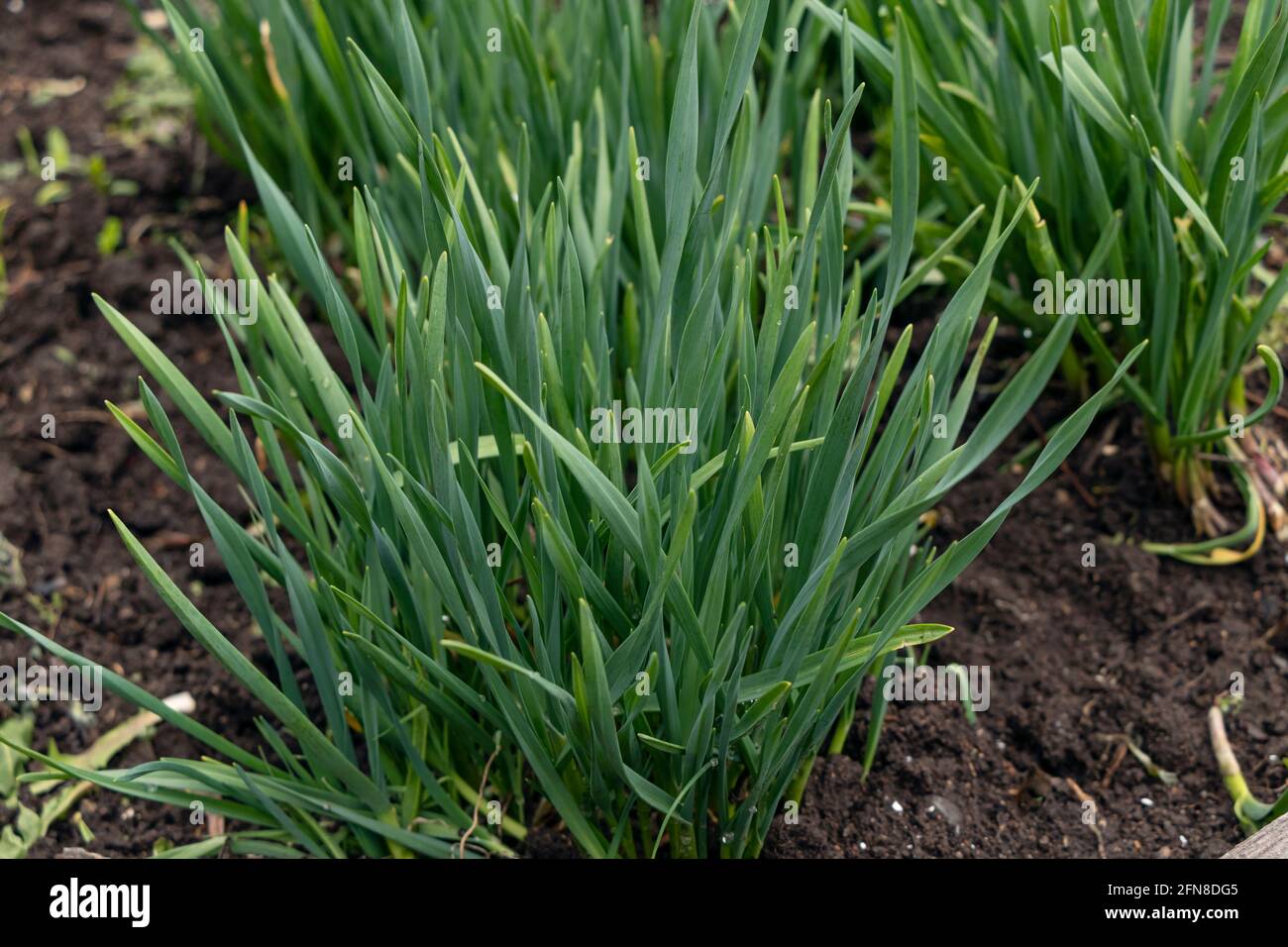 a bush of garlic in a garden bed. Stock Photo