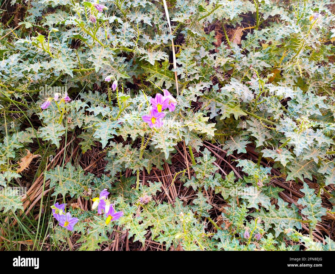 Solanum incanum hires stock photography and images Alamy
