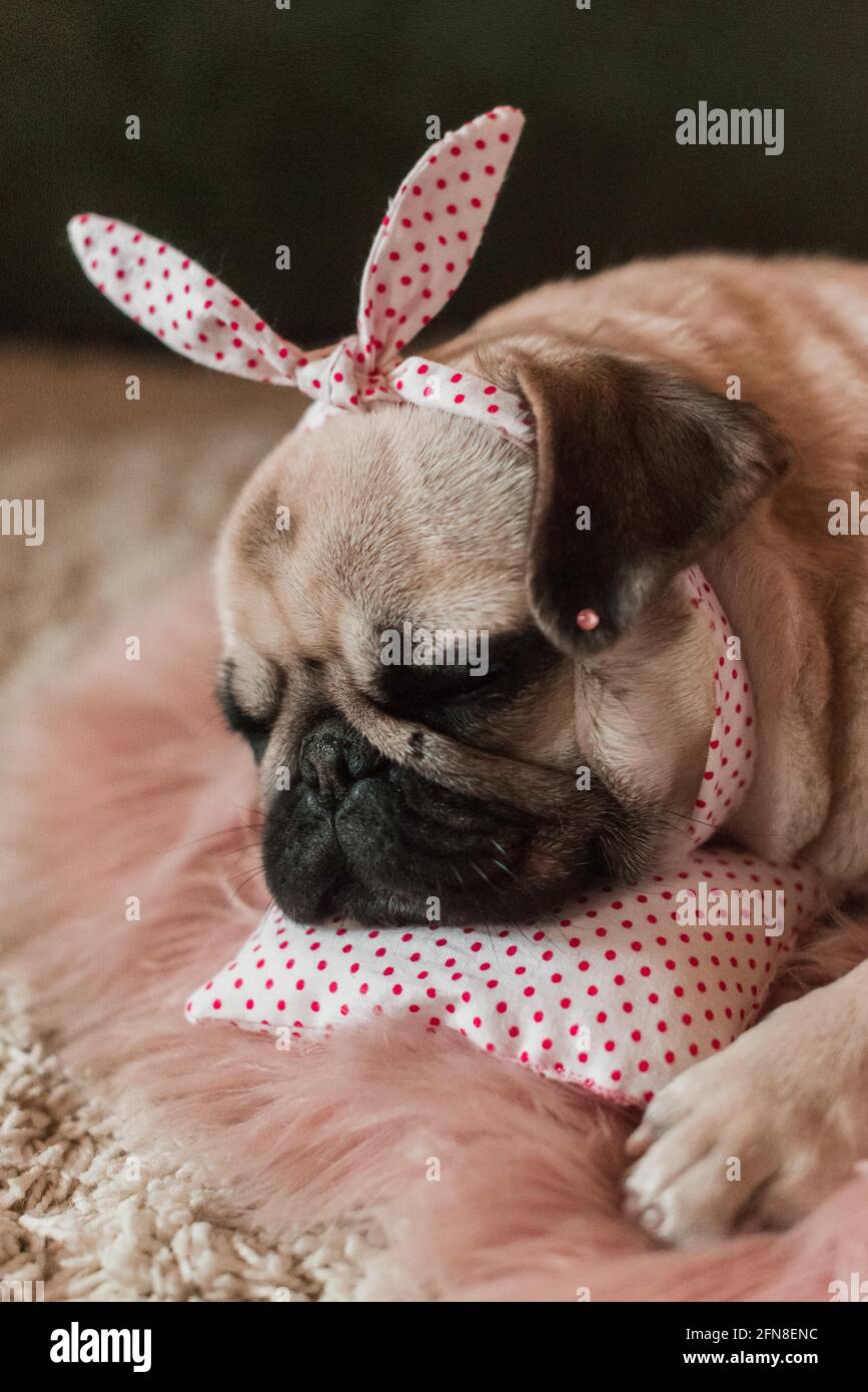 Pink Dog Toy Meme atelieryuwa.ciao.jp