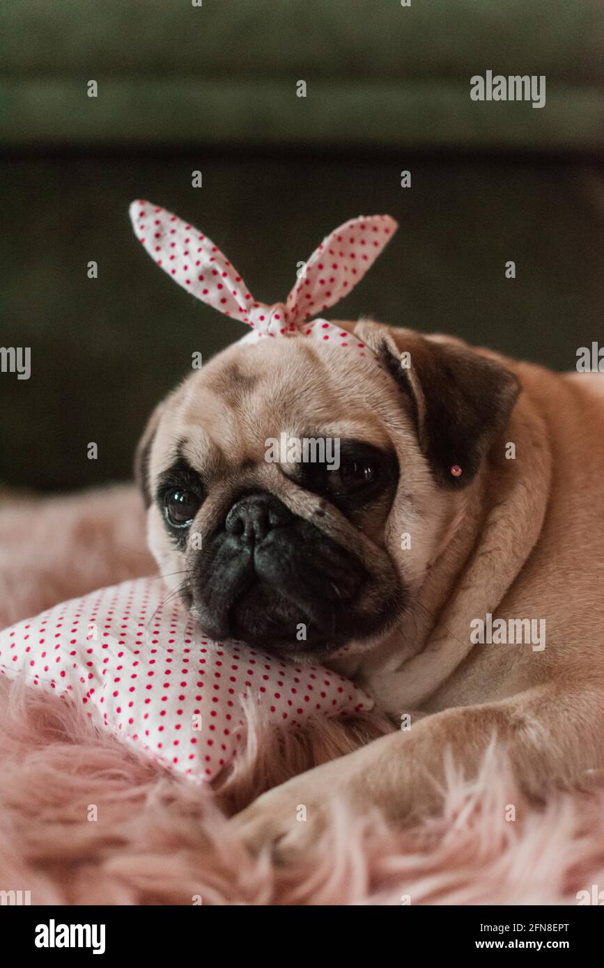 Why Is My White Dog Turning Pink