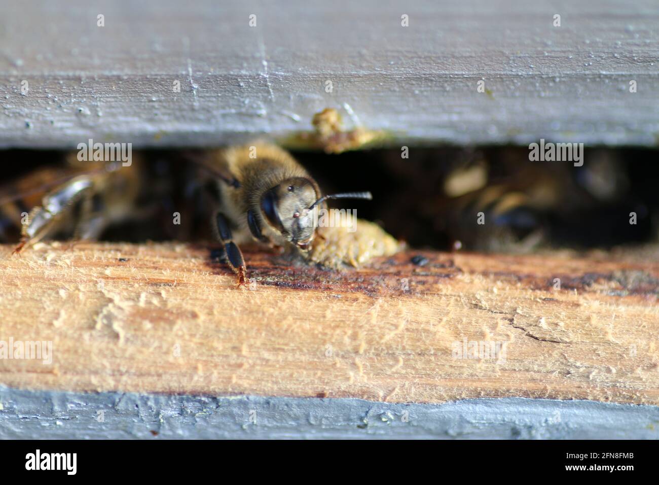 Bees on outside of hive hi-res stock photography and images - Alamy