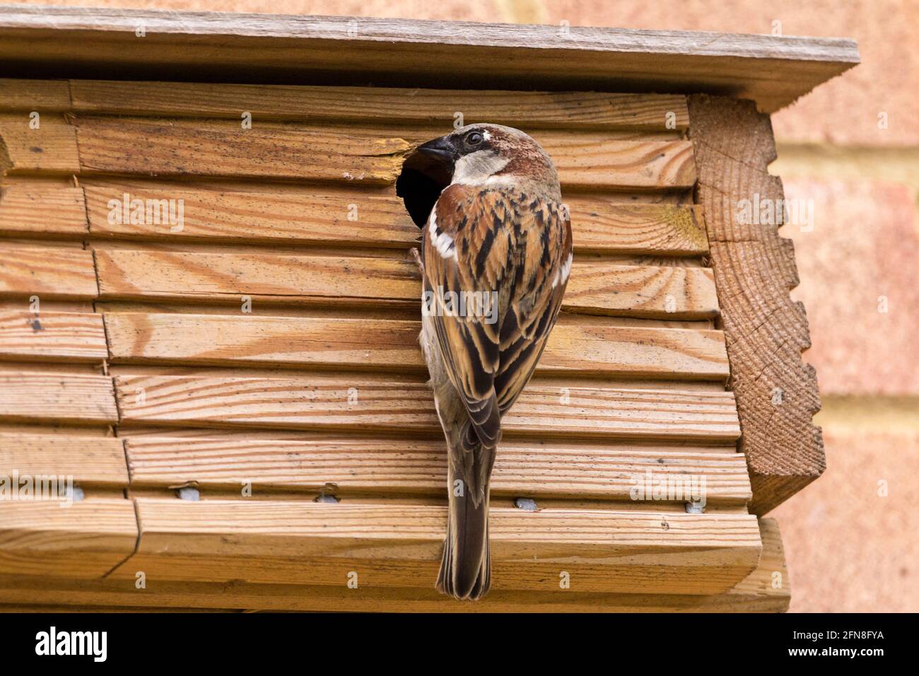 House Sparrow male parent at entrance to nesting box in breeding season with young chicks inside. Made with decking off cuts box is triple compartment Stock Photo