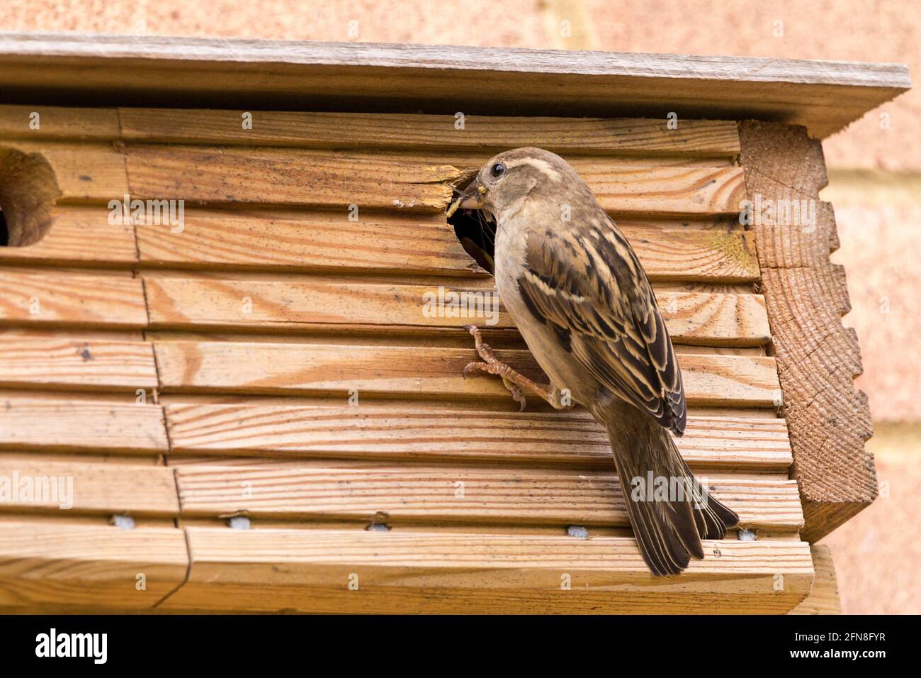 House Sparrow passer domesticus female bird and nesting box in breeding season. Sparrow visits box with insects etc to feed the young chicks inside Stock Photo