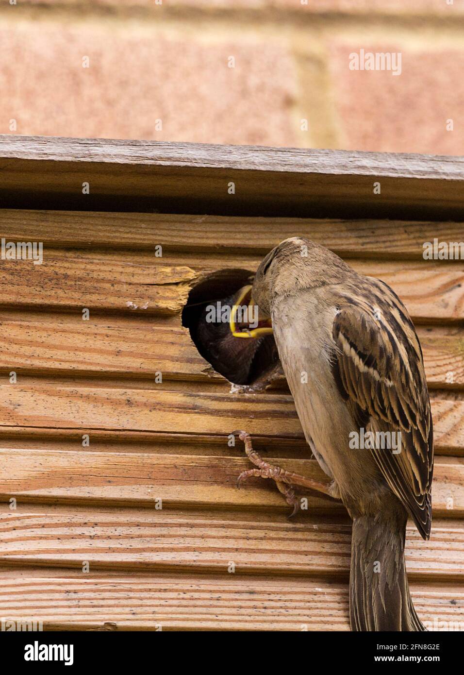 House Sparrow passer domesticus feeding chicks in nesting box in