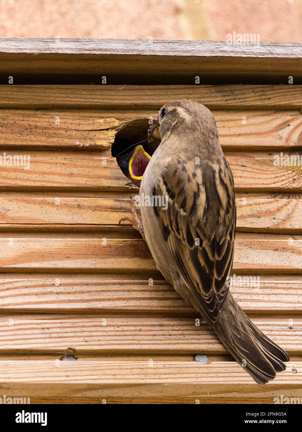 Female parent bird feeding chicks in box hi-res stock photography and