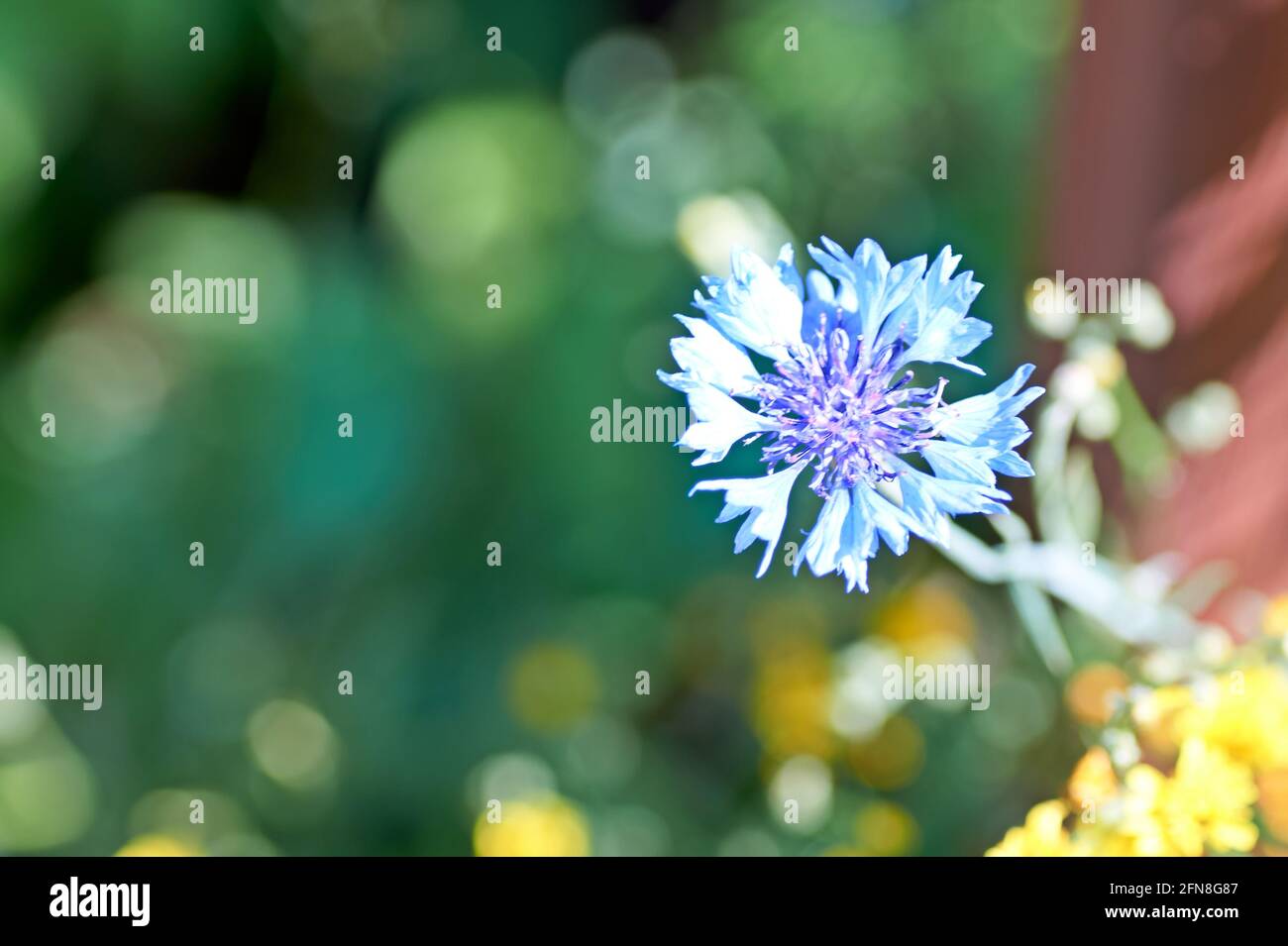 Cornflower Close Up High Resolution Stock Photography And Images Alamy