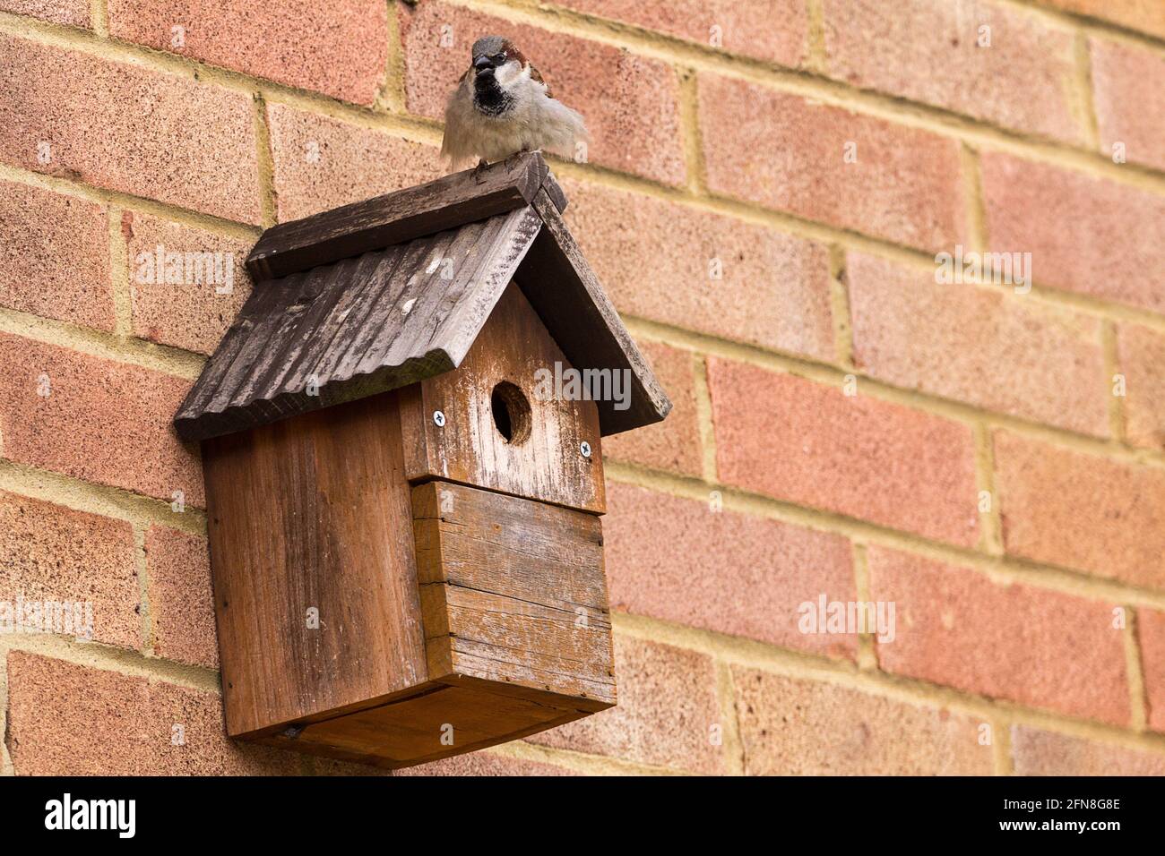 House Sparrow Passer domesticus and nesting box in breeding season. Male bird on roof of nest box displaying and singing for female attention Stock Photo