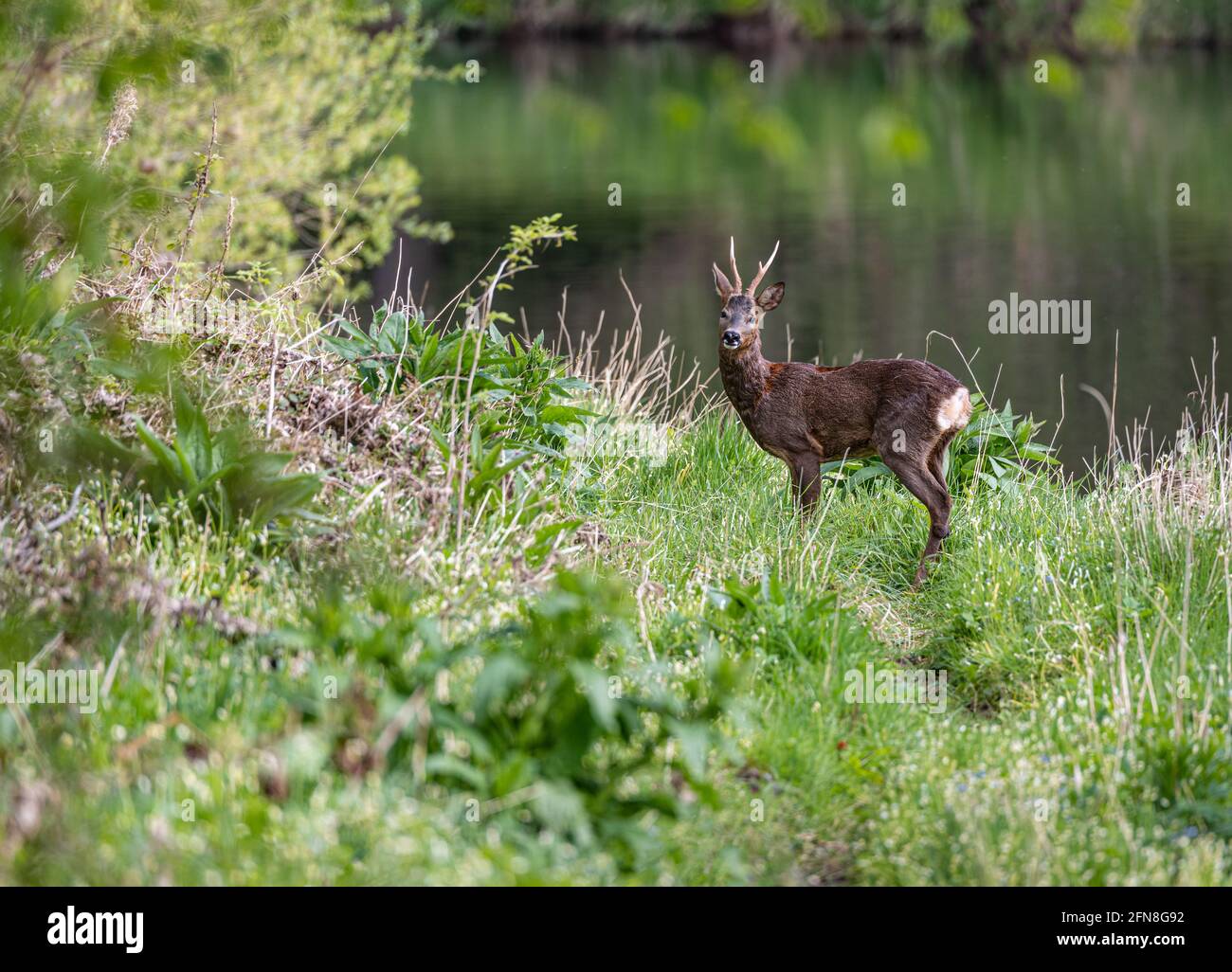 Roe deer male scotland hi-res stock photography and images - Alamy