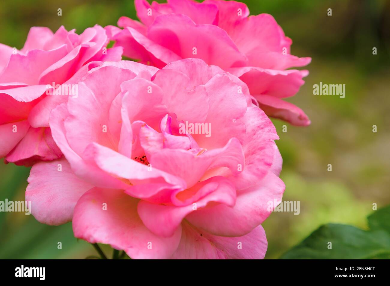 Flower background with pink rose macro close-up Stock Photo - Alamy