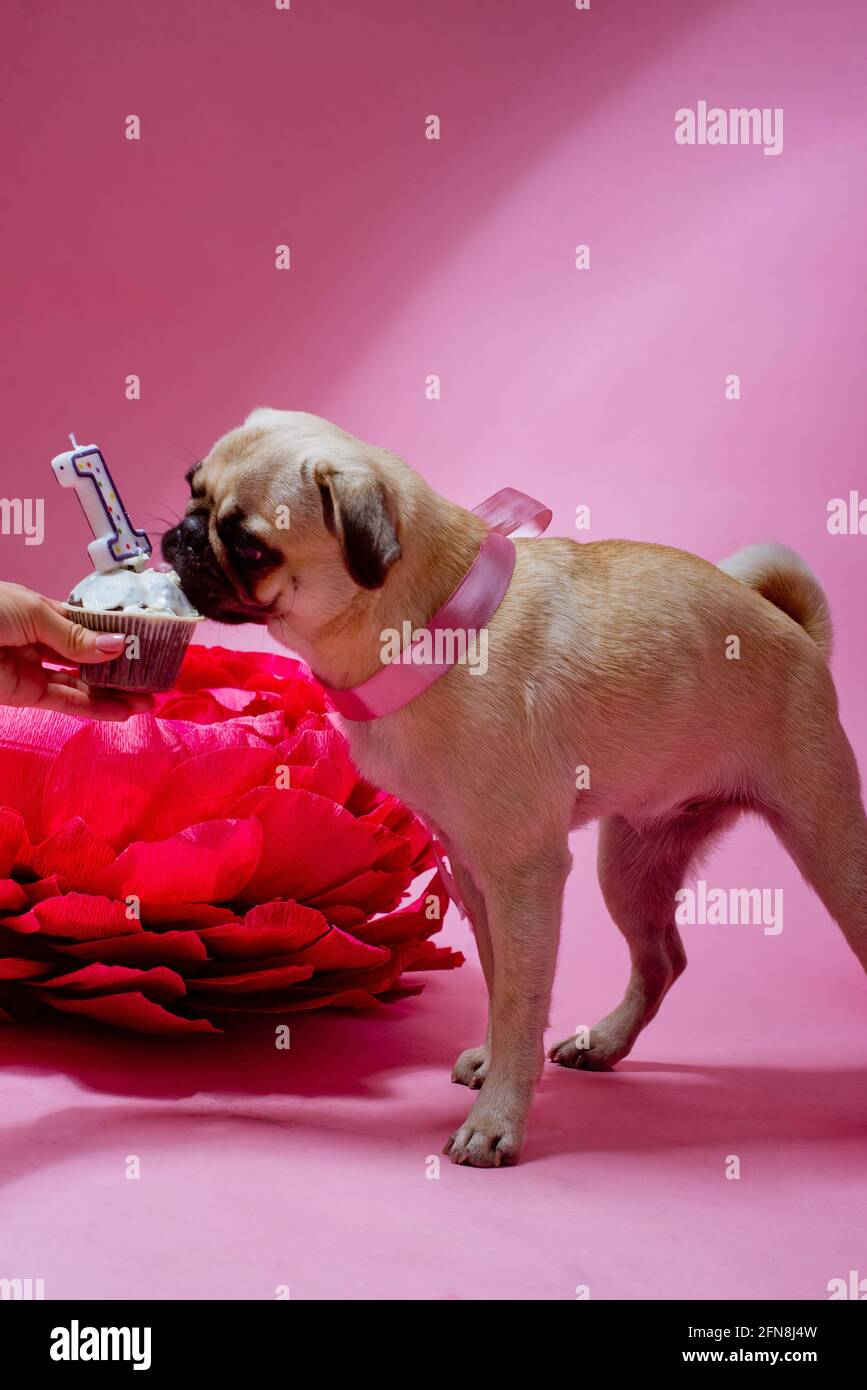 What Happens If Dog Eats Candle