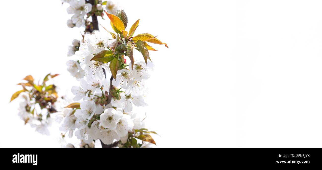 White spring flowers on fruit tree in garden, cherry blossom isolated on white background Stock Photo