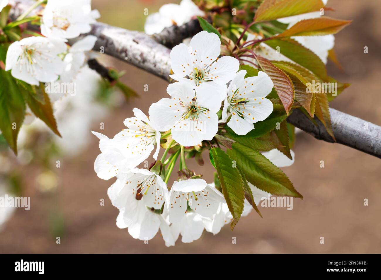 White spring flowers on fruit tree in orchard, cherry blossom close-up Stock Photo