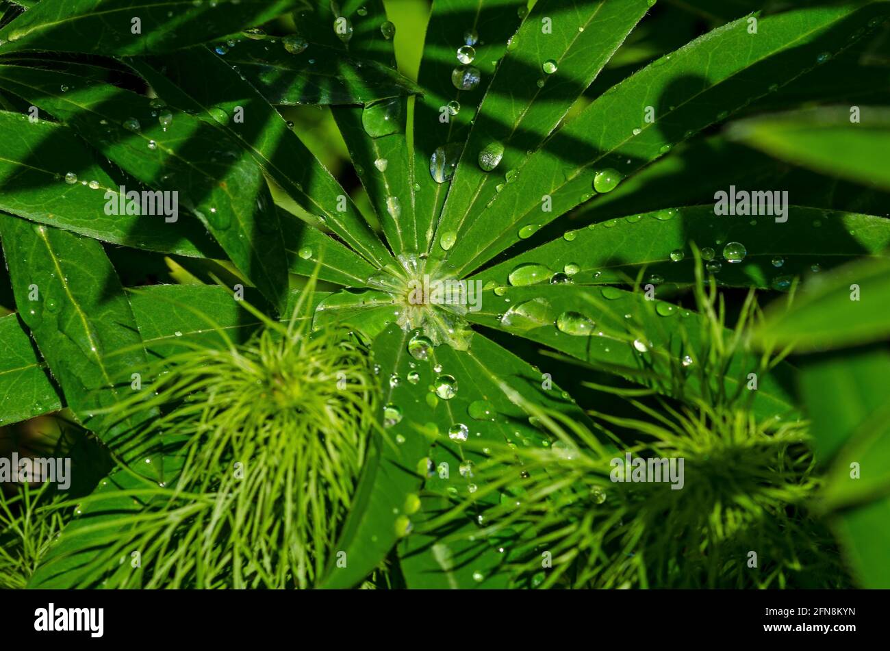 rain drops on lupin leaves Stock Photo