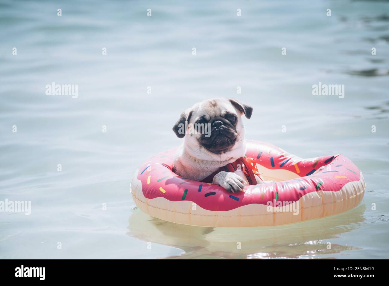 A dog of the Mops breed floats on an inflatable ring in the sea Stock Photo