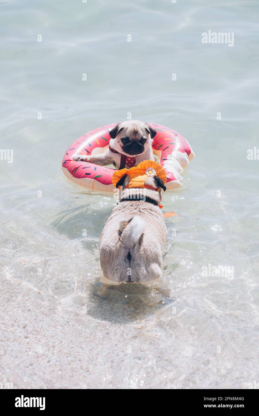Cute pug floating in a swimming pool with a pink swimming ring flotation device and  friend saves him Stock Photo