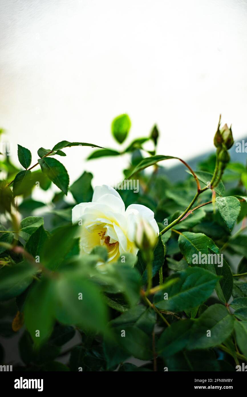 Blooming beautiful rose bush in a garden Stock Photo - Alamy