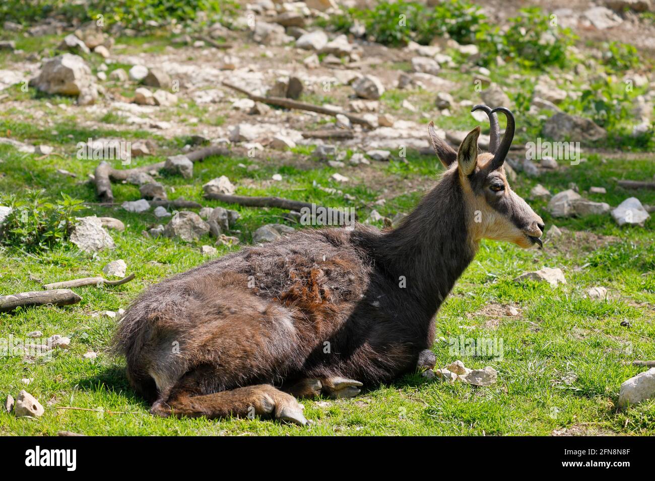 A Chamois, lying between stones in the grass Stock Photo