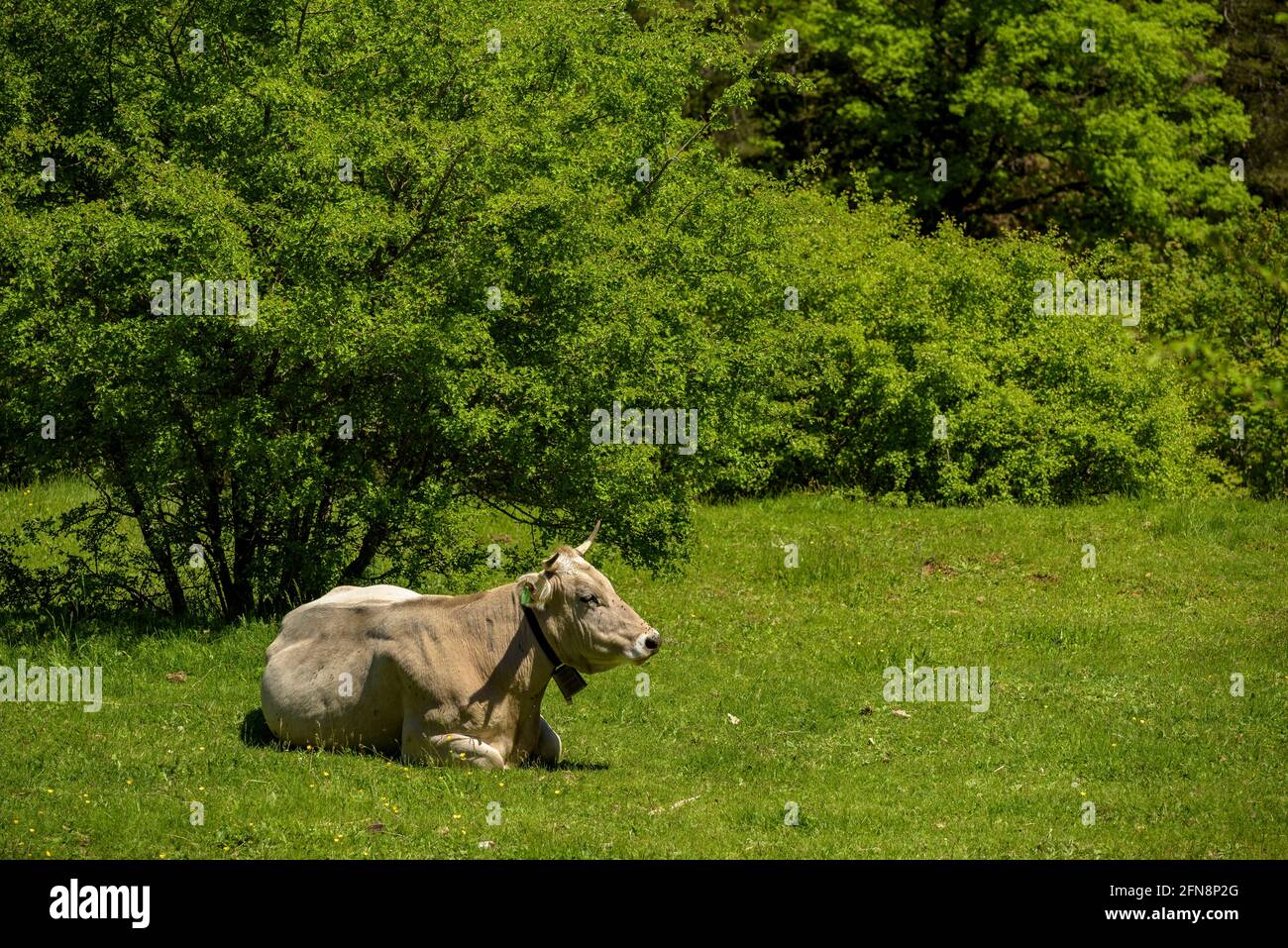 Cows grazing in meadows of the Aigua de Valls river valley (Gósol, Berguedà, Catalonia, Spain, Pyrenees) ESP: Vacas pastando en prados verdes Stock Photo
