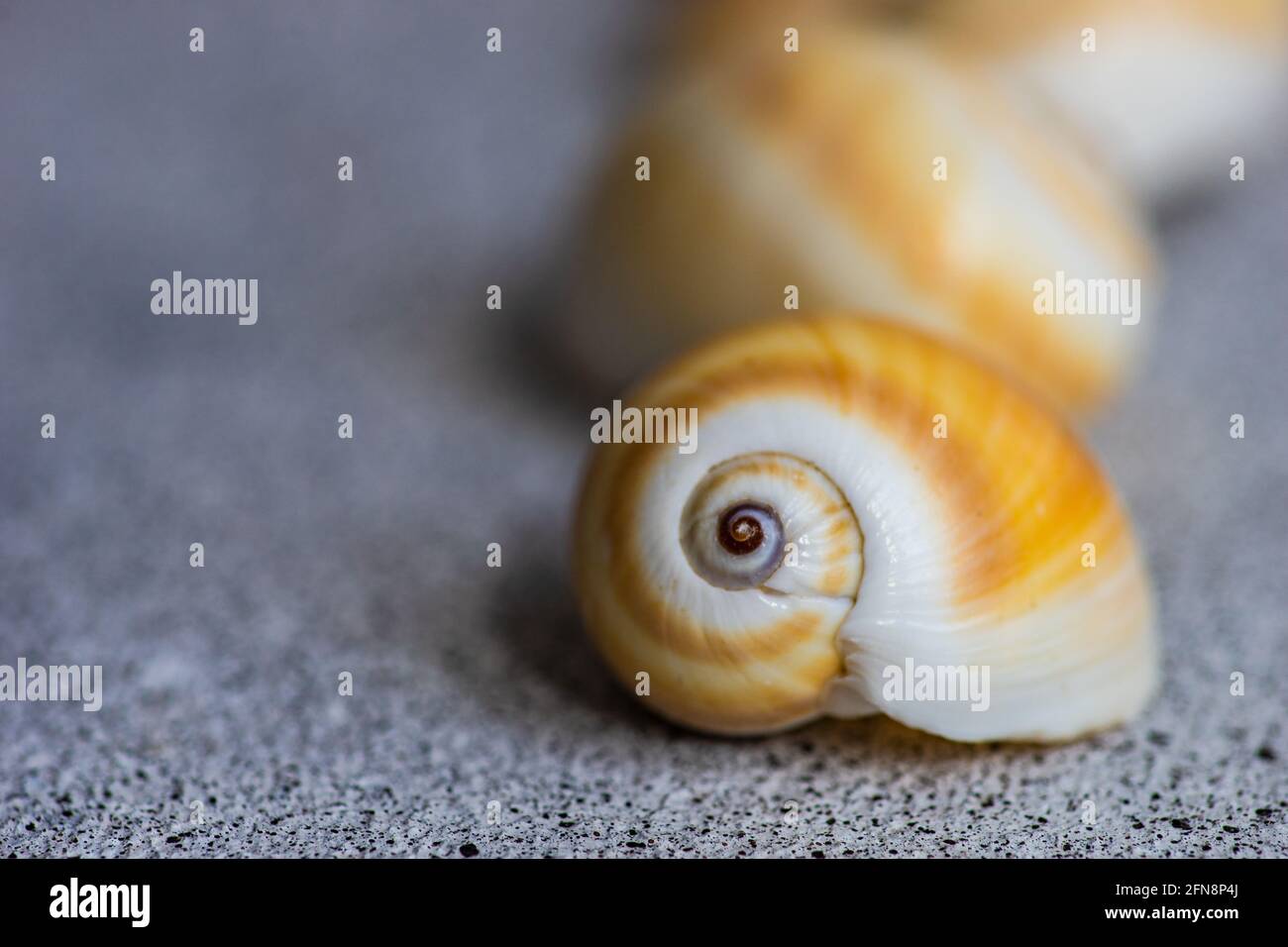 Flat lay summer composition with sea shells Stock Photo