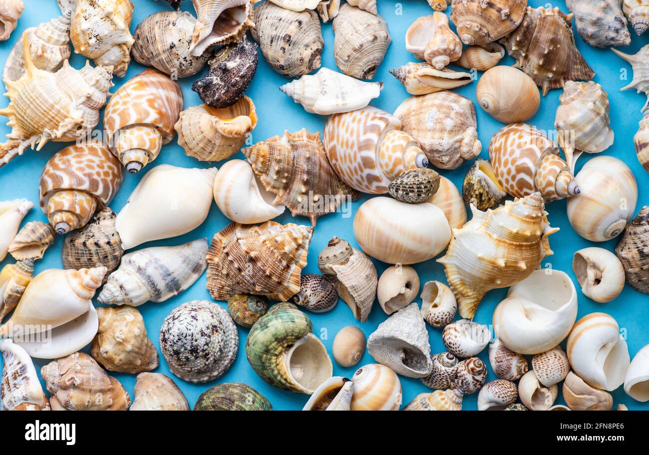 Composition With Shells Flat lay summer composition with sea shells on blue background with ...