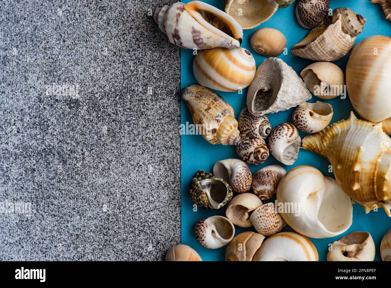 Flat lay summer composition with sea shells on concrete background with ...