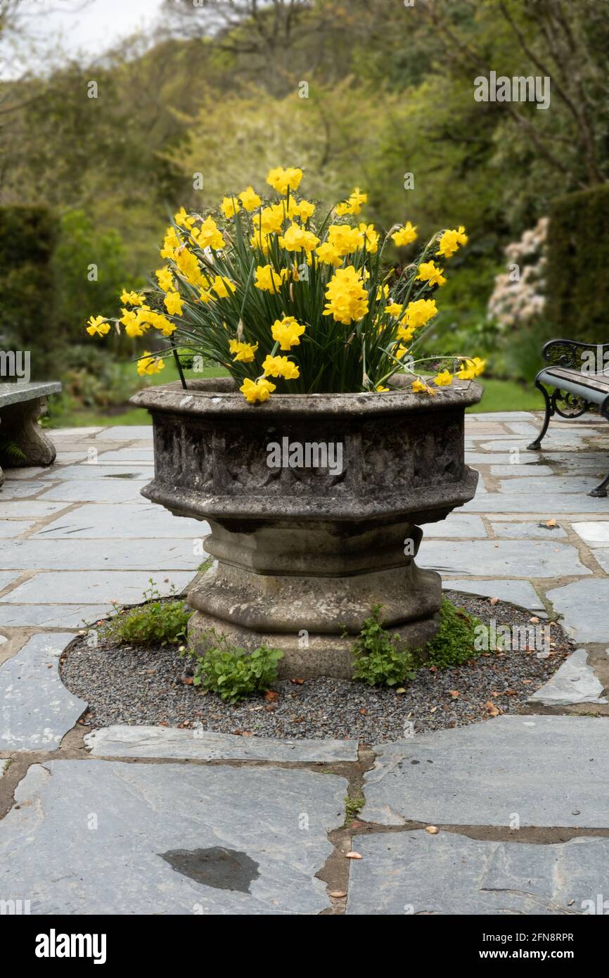 Daffodils planted in an old stone font Stock Photo