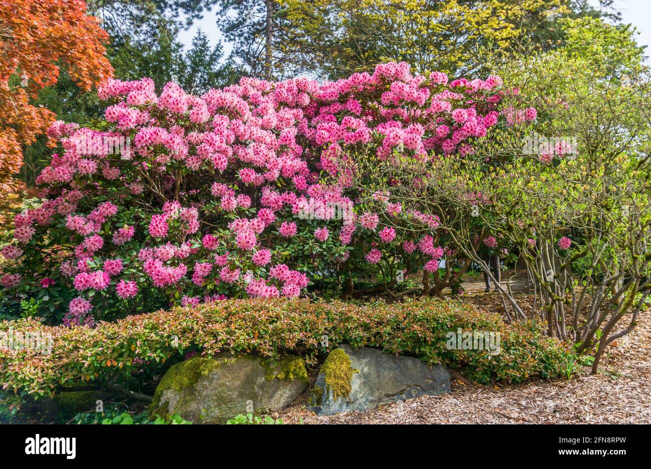 thuja jantar Amber Gold Arborvitae main image 1