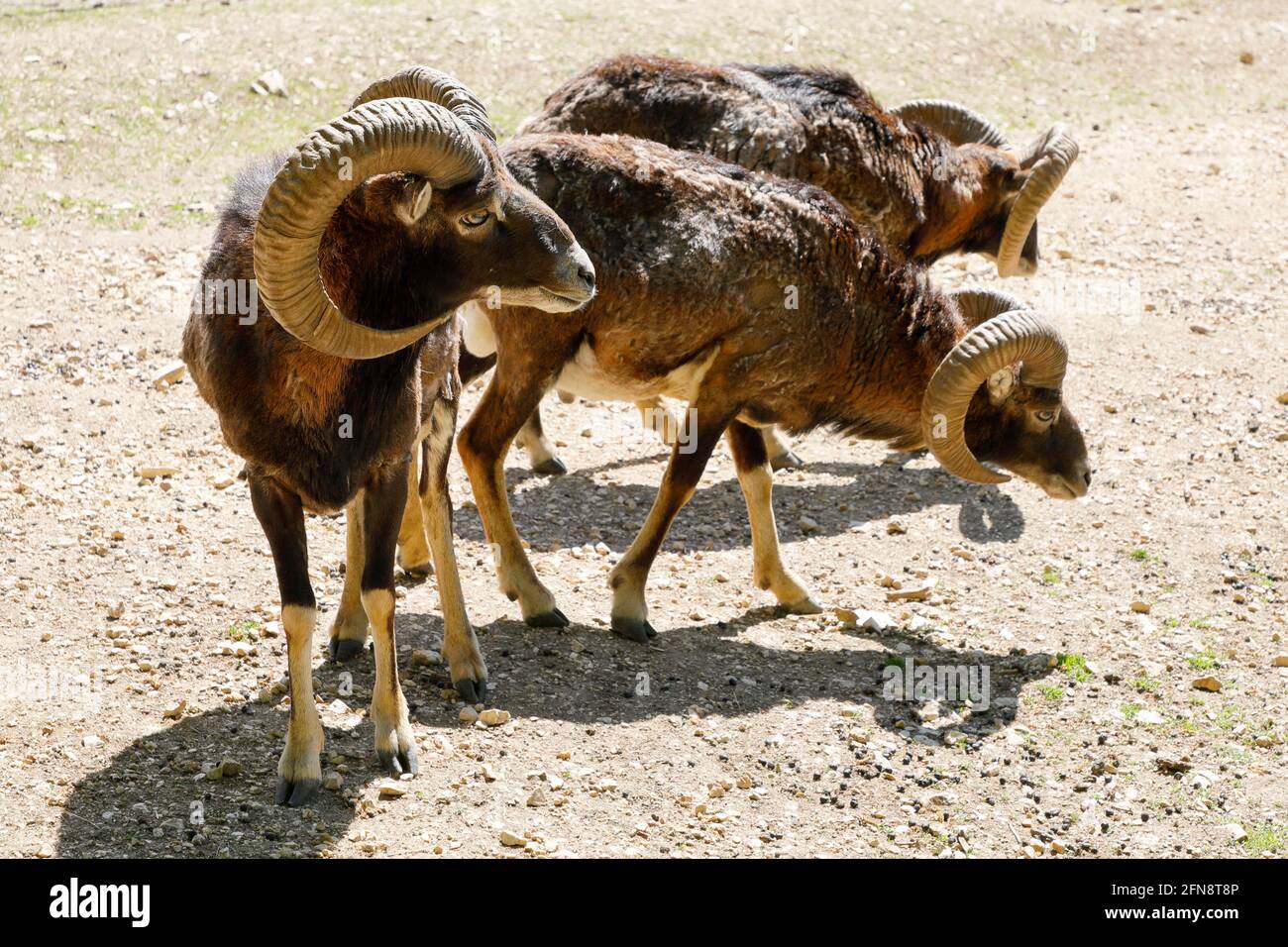 Ovis gmelini musimon, Mouflon Stock Photo