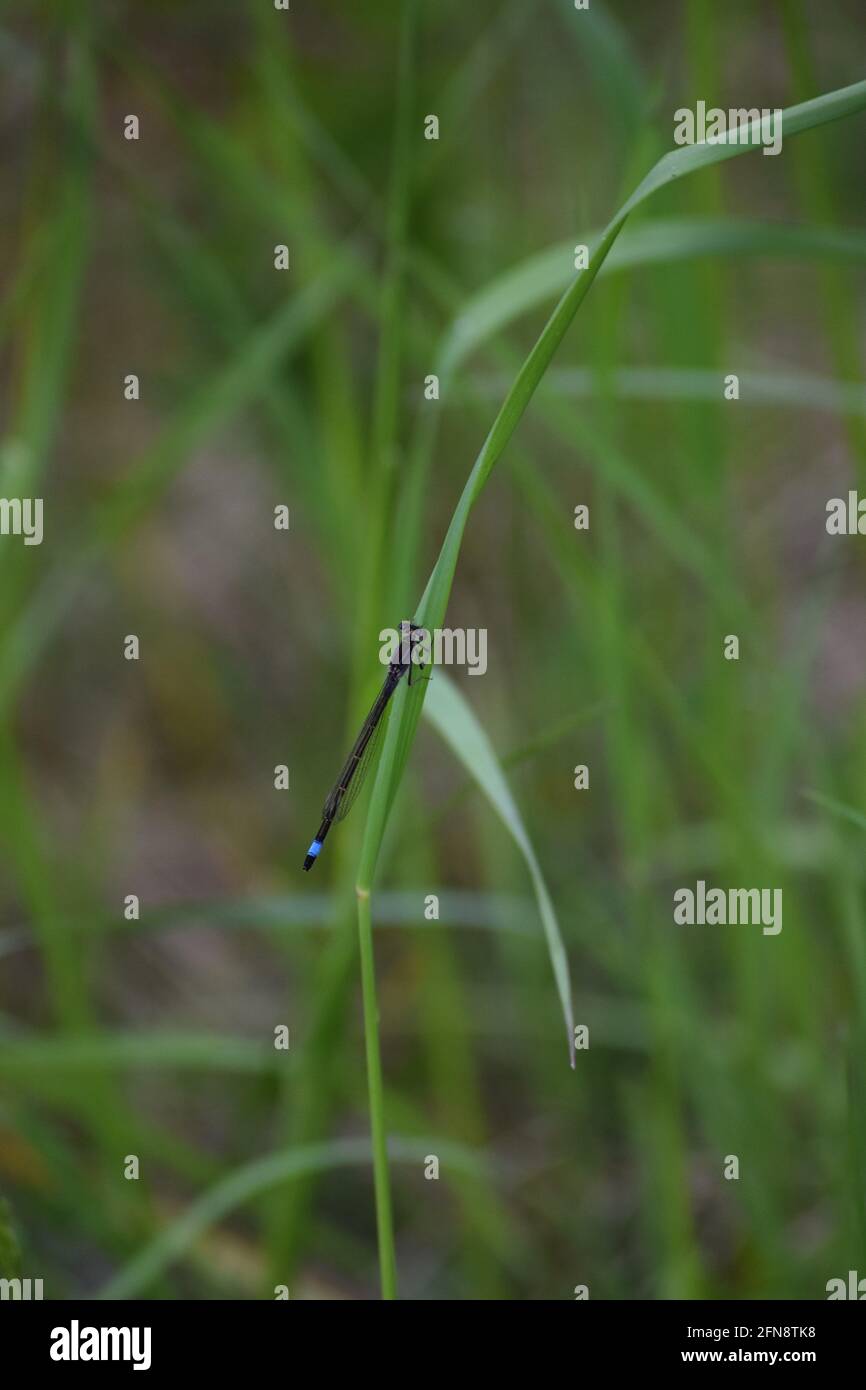 a large blue-tailed Damselfly sits on a Blade of Grass Stock Photo - Alamy