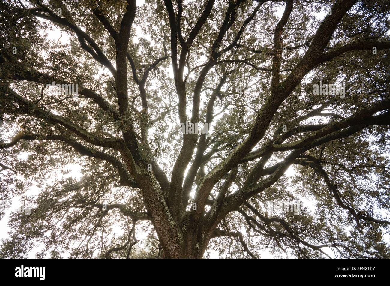 Holm oak Alzina dels Colls on a foggy winter morning. It was declared a monumental tree (Berguedà, Catalonia, Spain) ESP: La encina Alzina dels Colls Stock Photo