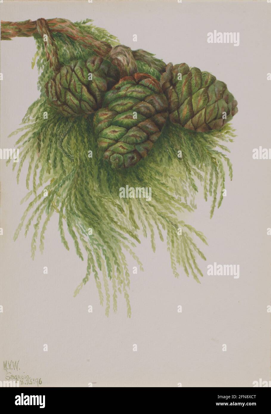 Sequoia (Sequoia gigantea), 1896. Stock Photo