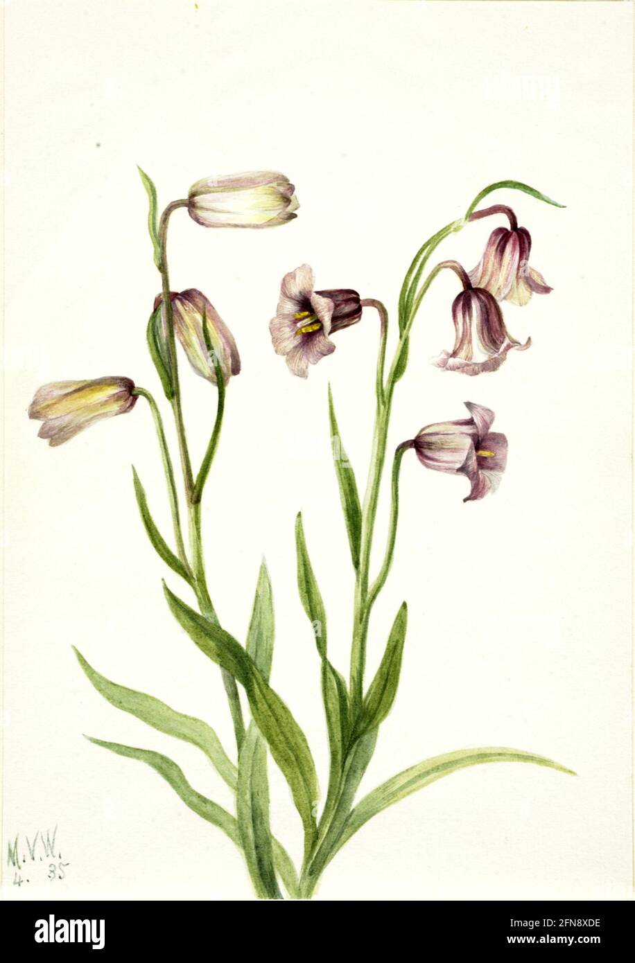 Fritillary (Fritillaria biflora), 1935. Stock Photo
